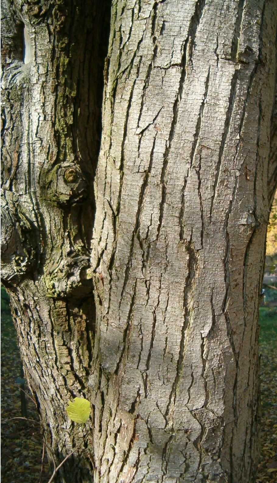 Граб дерево