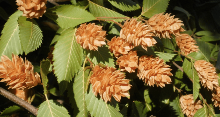 Хмелеграб японский