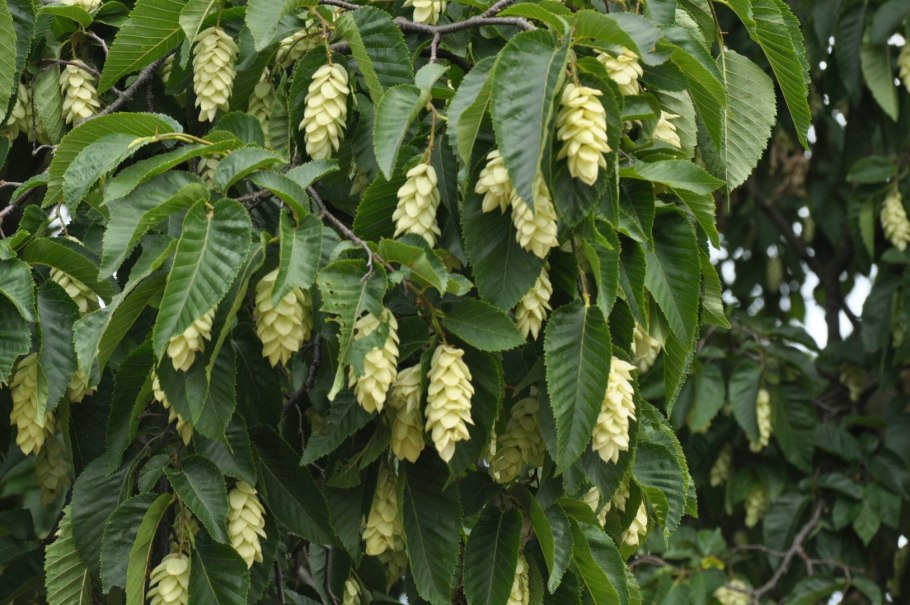 Ostrya carpinifolia