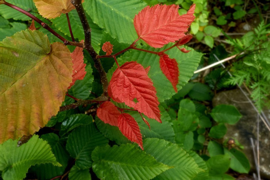 Граб обыкновенный — Сarpinus betulus