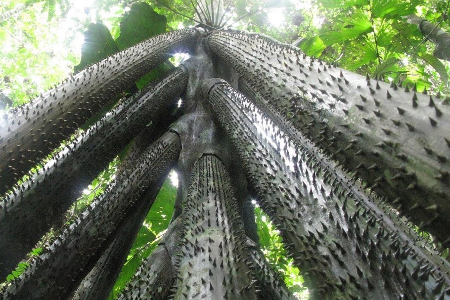 Yucca whipplei