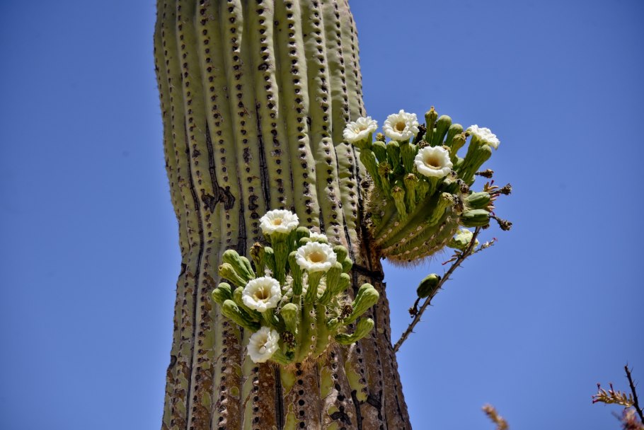 Молочай цереусовидный (Euphorbia cereiformis)
