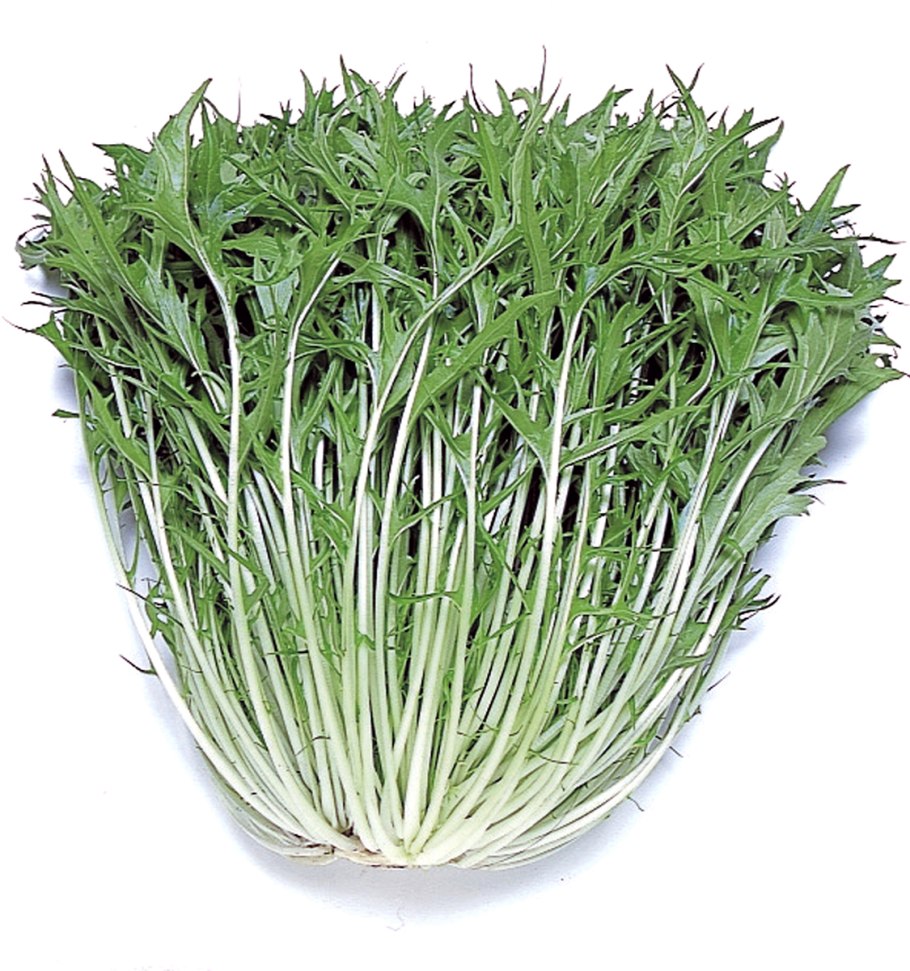 Мицуна японская