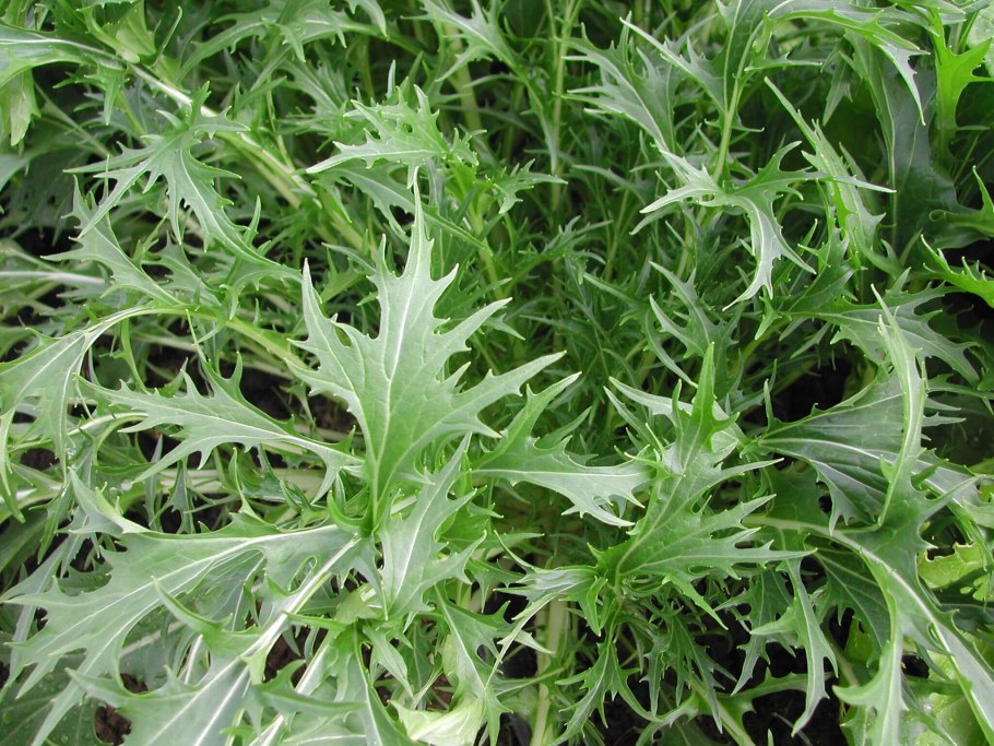 Мизуна зеленая капуста японская