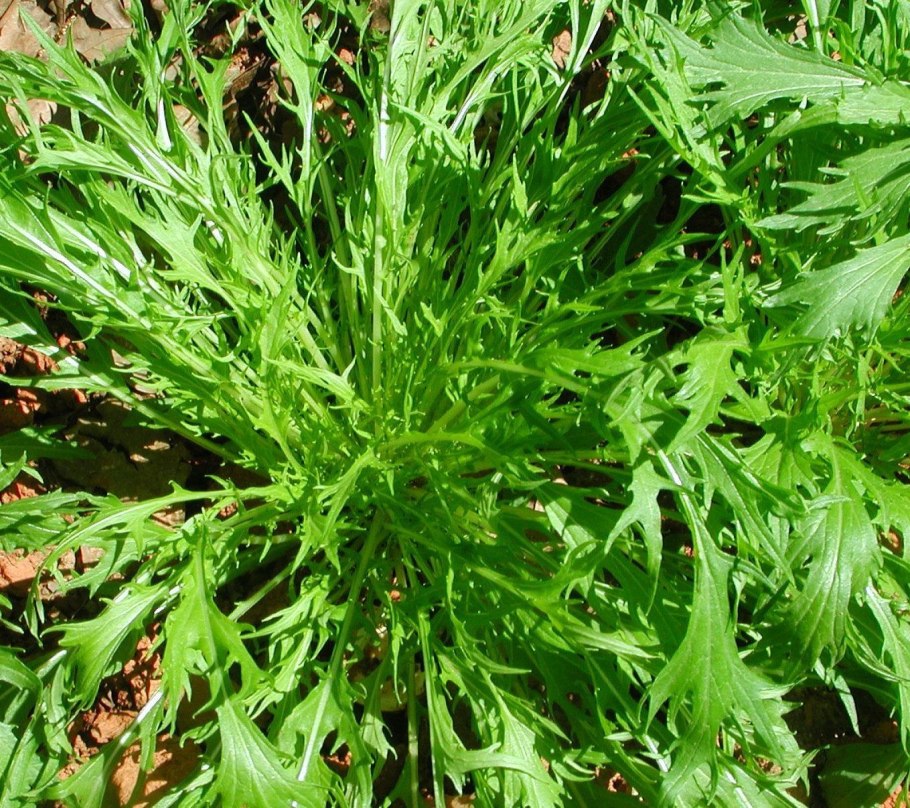 Капуста Мизуна