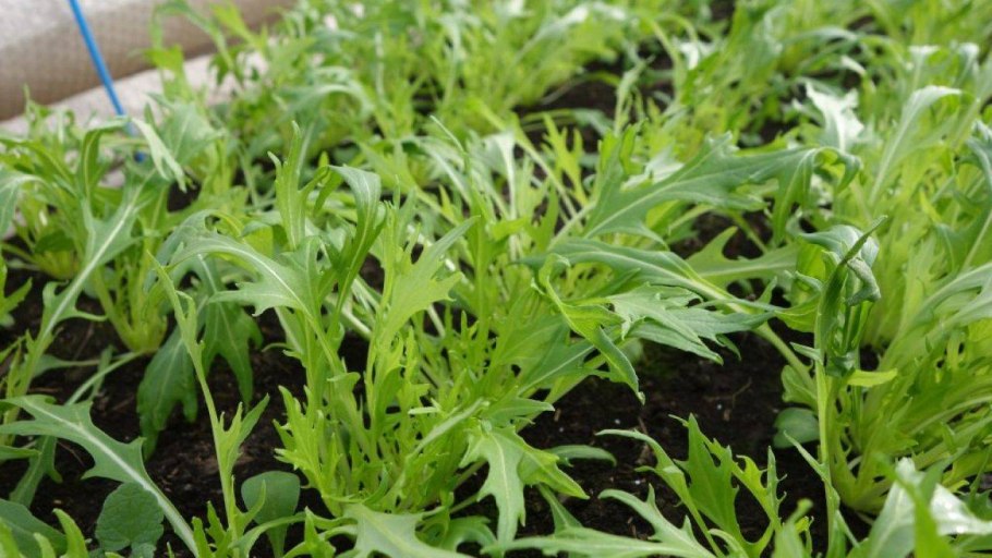 Капуста японская Мизуна Грин