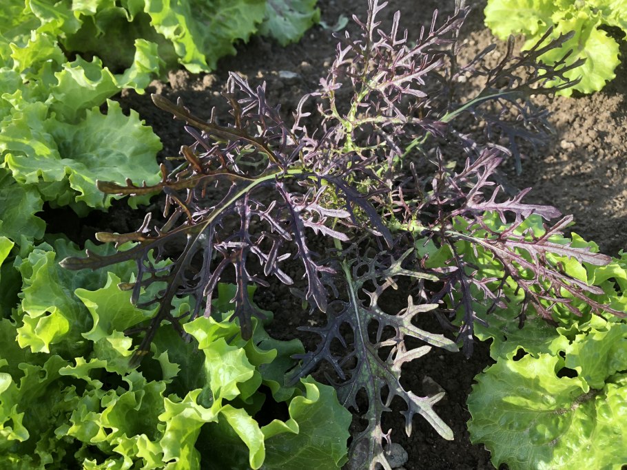 Капуста Мицуна Грин