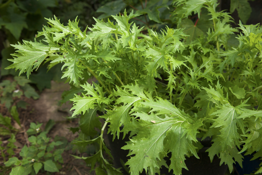 Японская капуста Мицуна