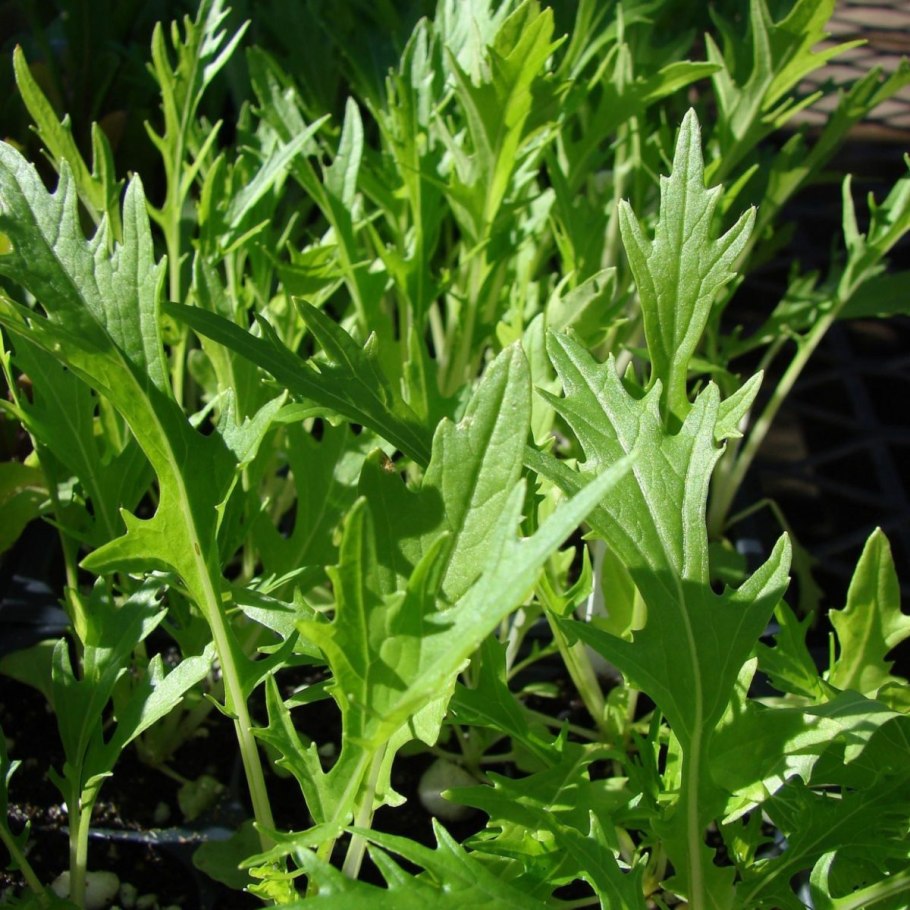 Мизуна зеленая капуста японская