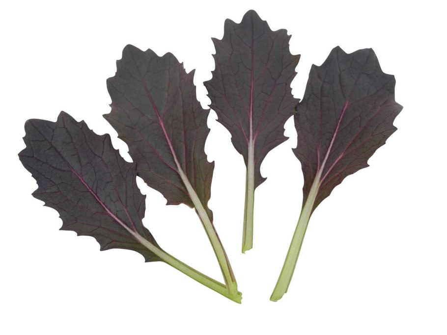 Капуста японская Мизуна красная