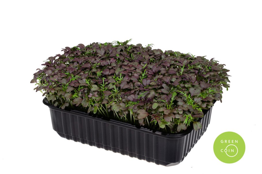 Японский салат Мизуна