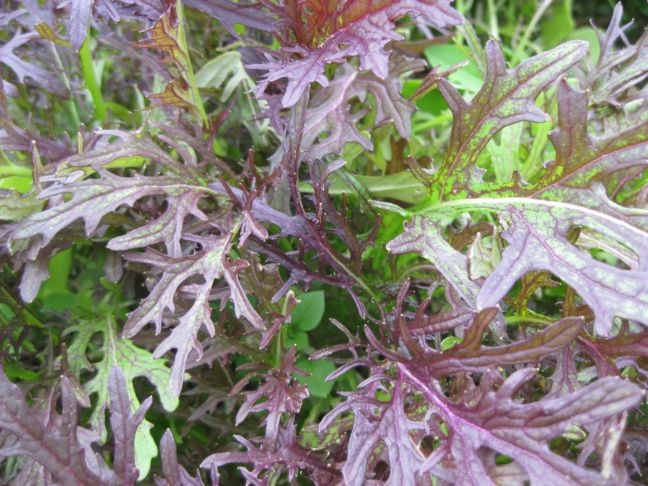 Японская капуста Мицуна