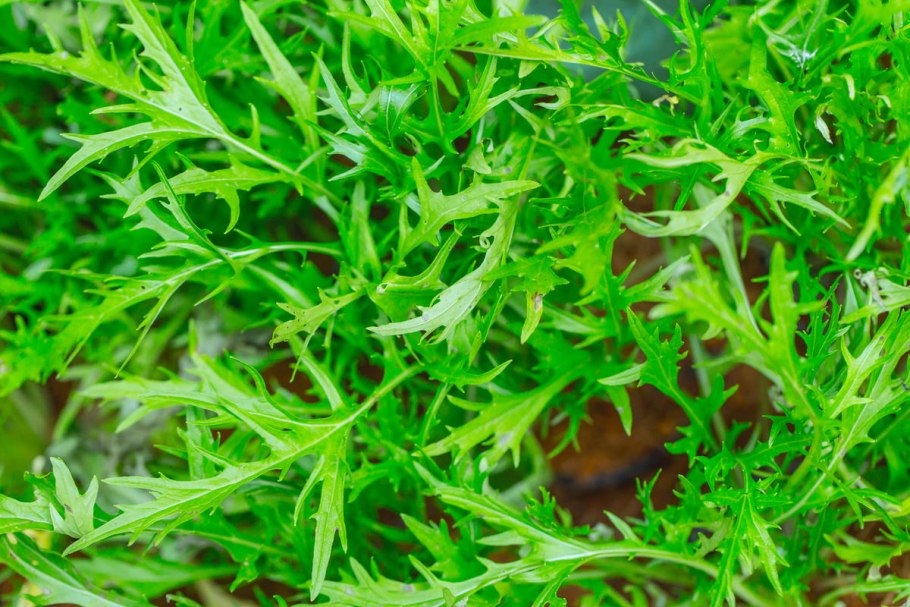 Мицуна Аруна