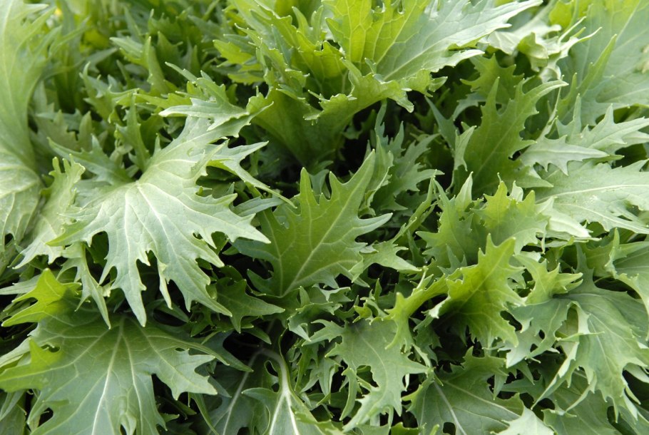 Японская капуста Мицуна