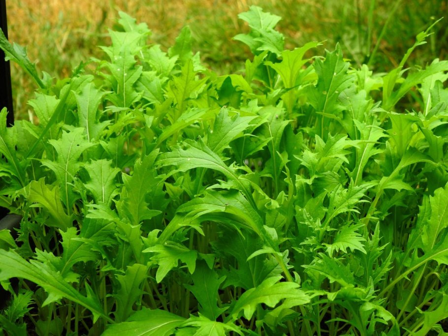 Мезина японская капуста