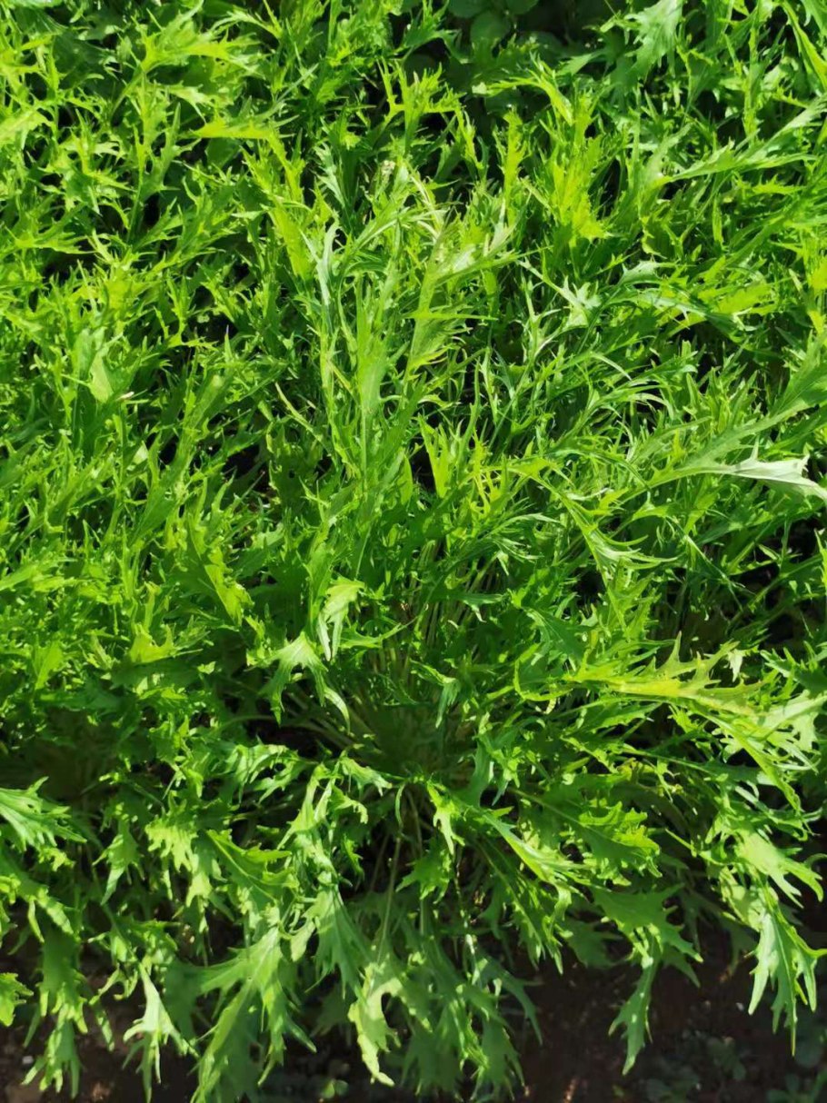 Салат Мизуна зеленая