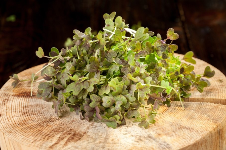 Мицуна зелень