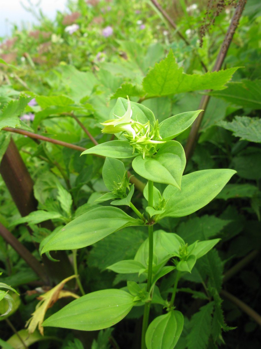 Галения рогатая лечебная