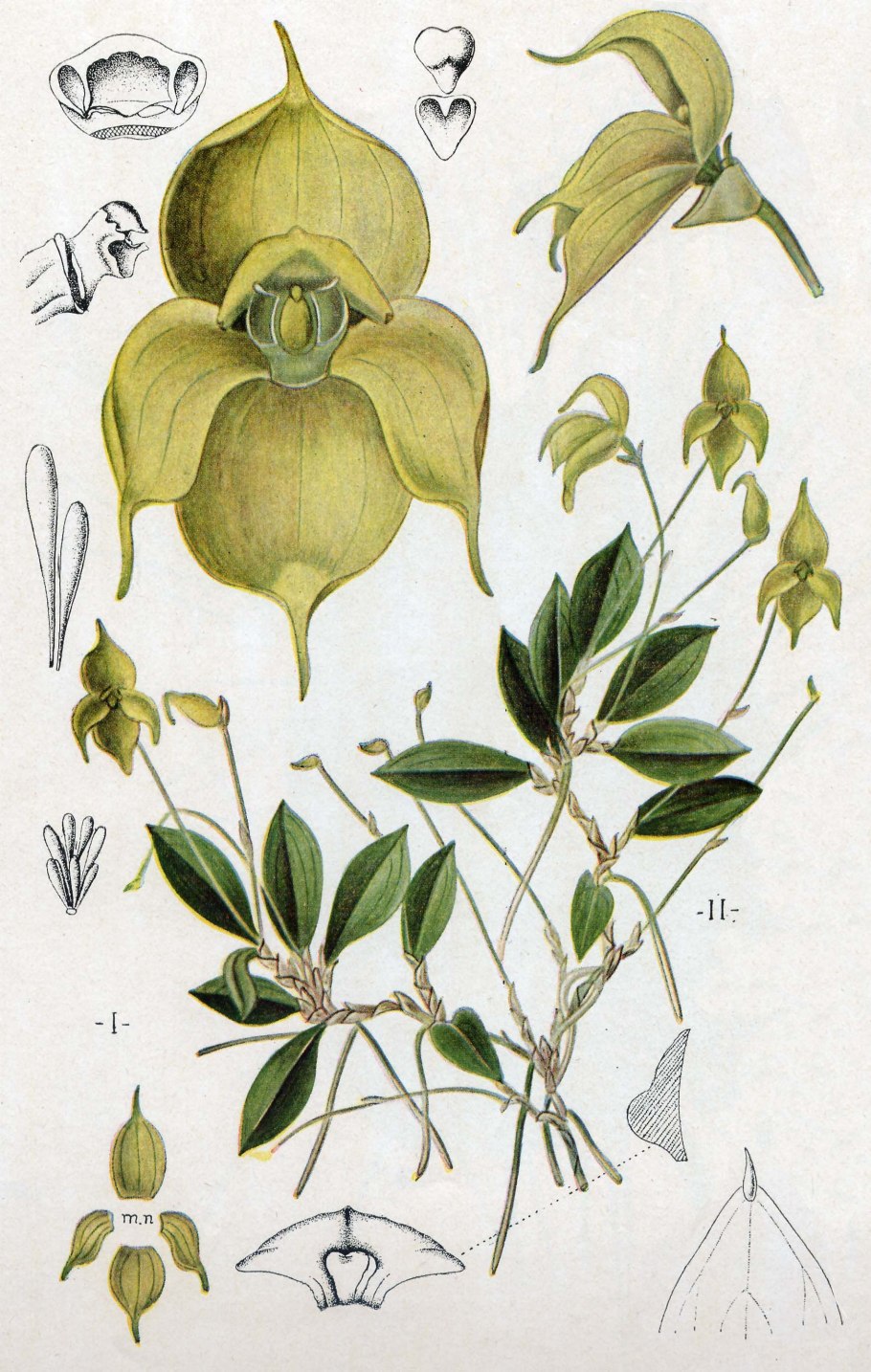 Ломатогониум колесовидный