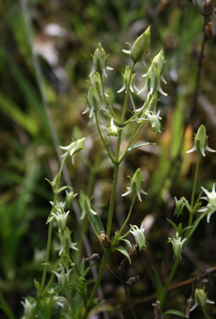 Астрагал шерстистый
