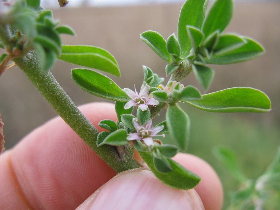 Зверобой продырявленный Ботанический рисунок