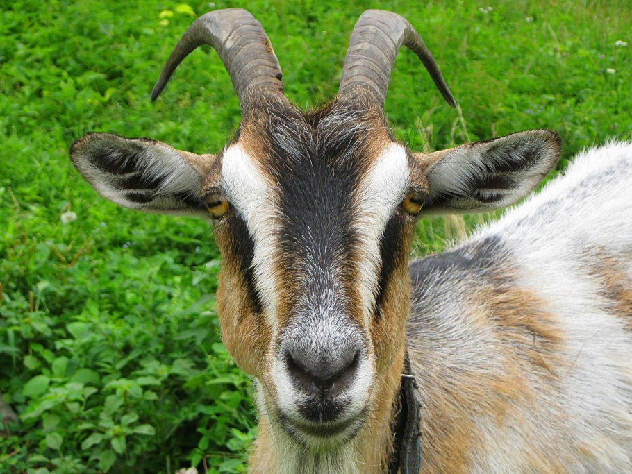 Аквилегия вульгарис