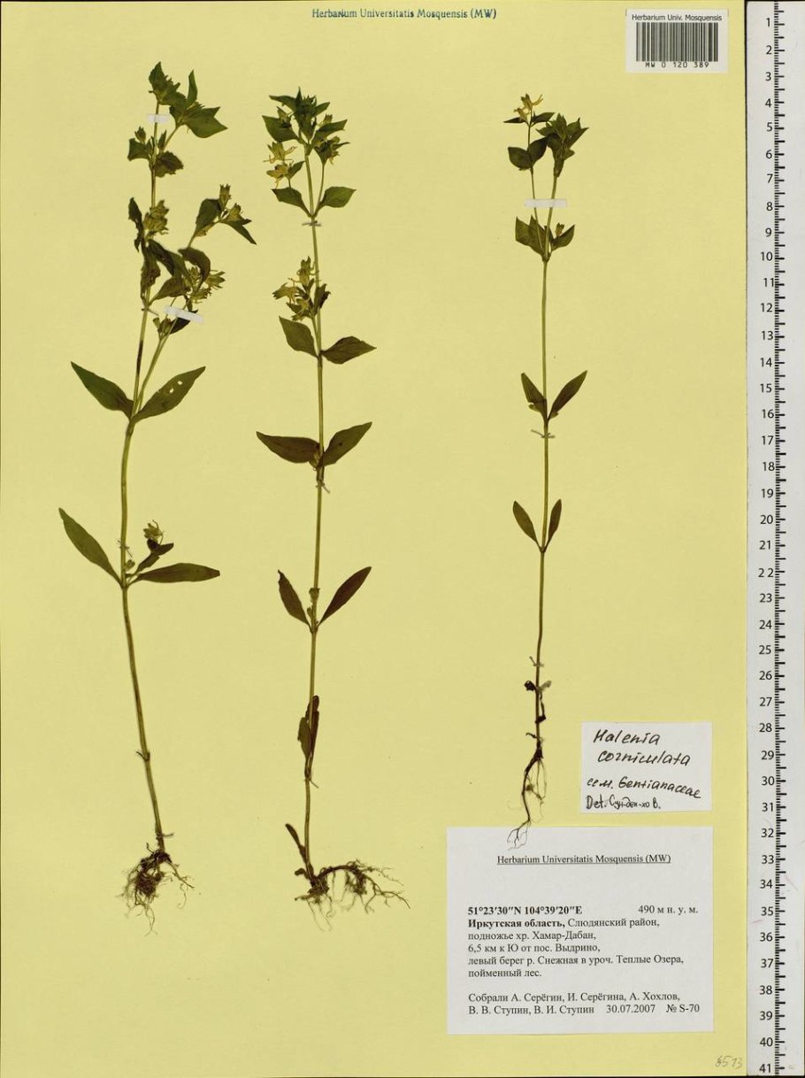 Галения рогатая. Ботаническая иллюстрация