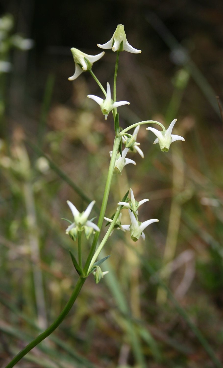 Галения рогатая гербарий