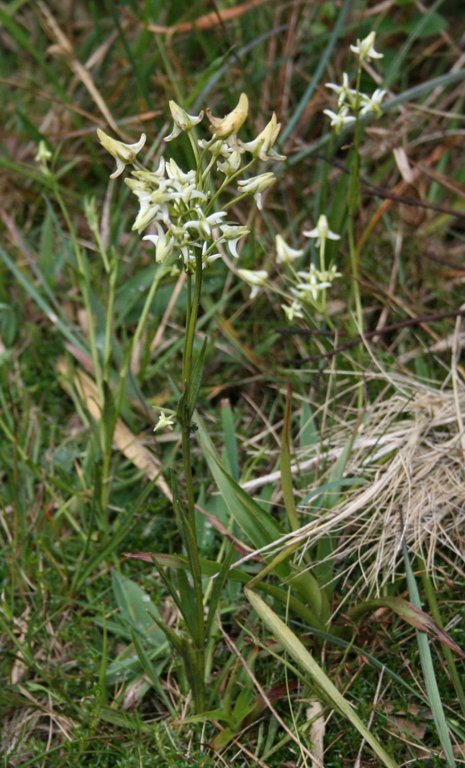 Ботаническая иллюстрация погремник