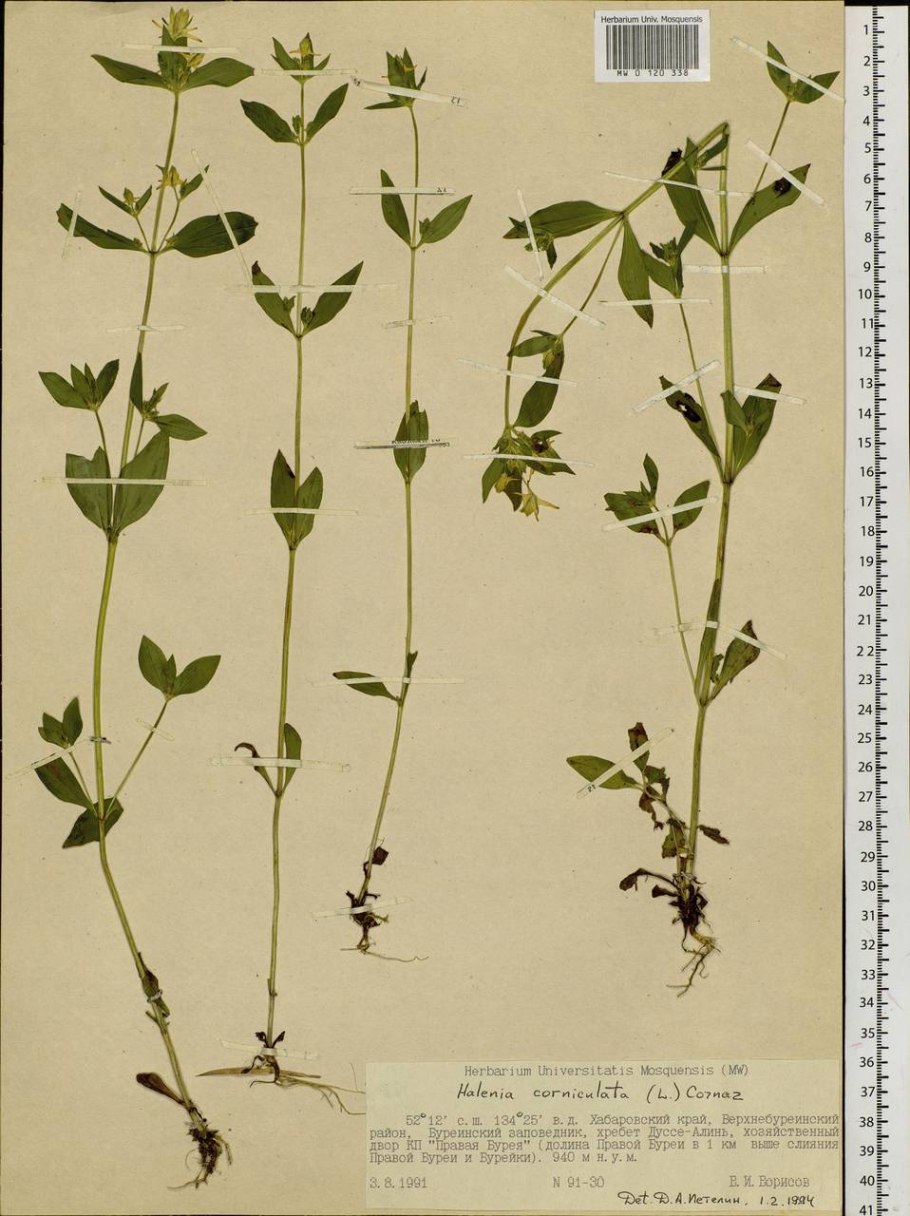 Галения рогатая рисунок