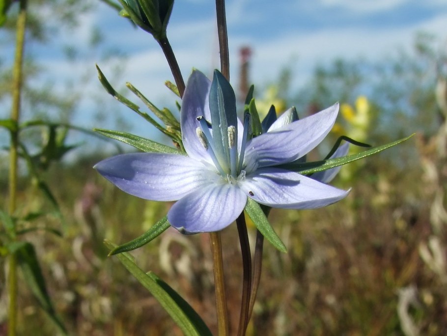 Encyclia subulatifolia