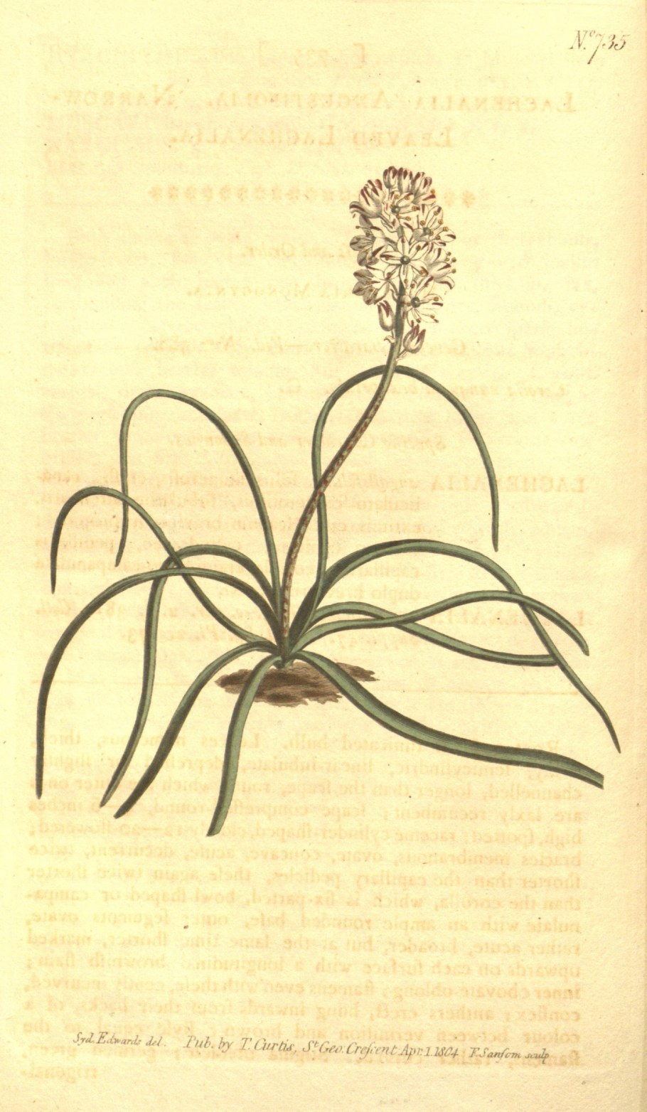 Гадюка Вагнера