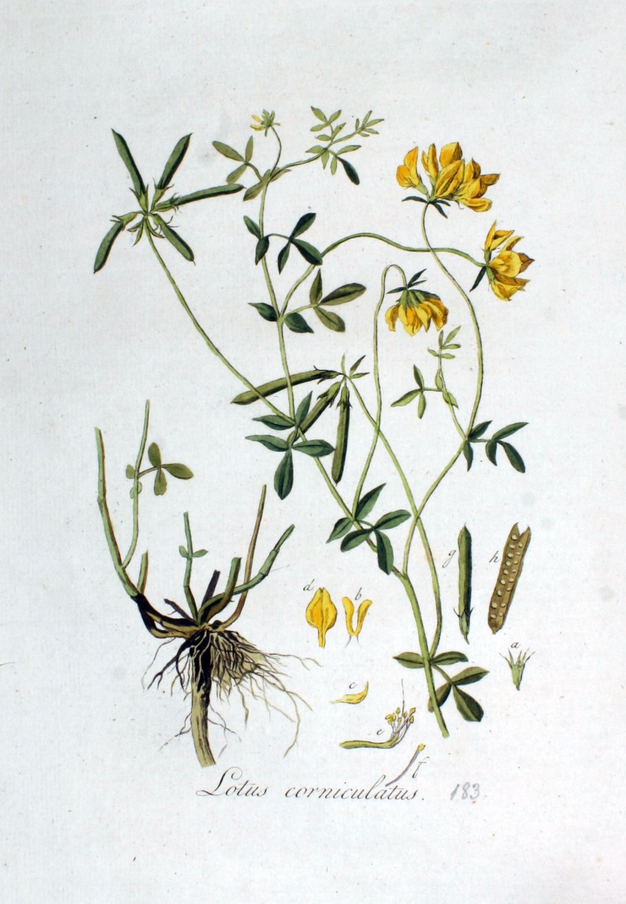 Рогатая гусеница в России