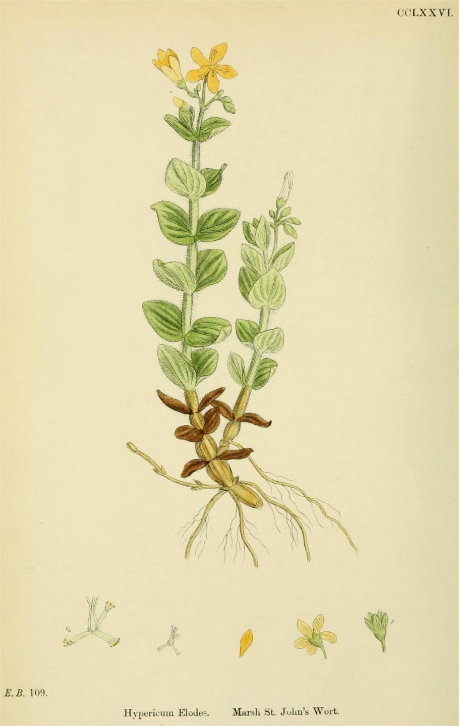 Fuirena pubescens