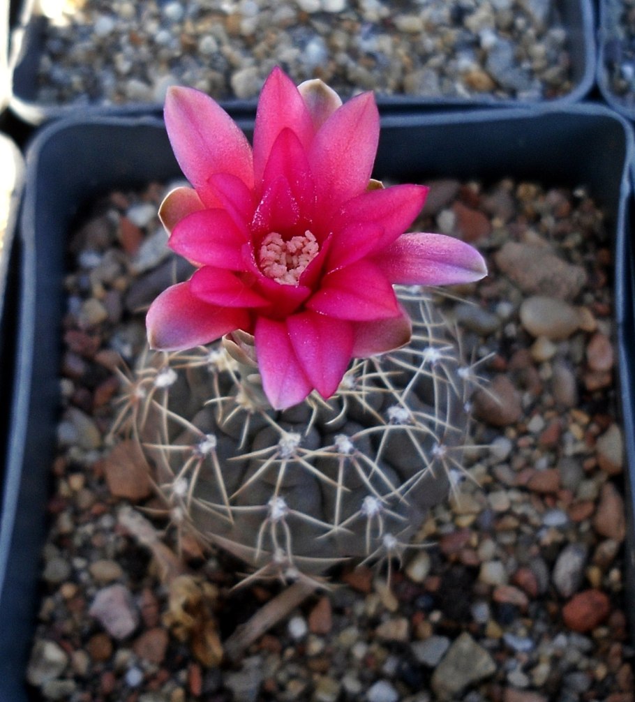 Кактус Гимнокалициум балдианум