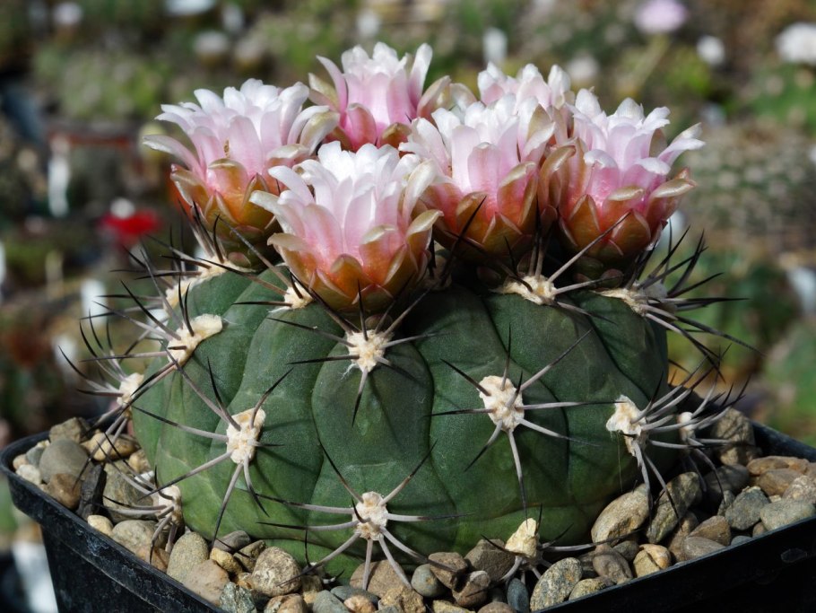 Gymnocalycium riojense VG 671