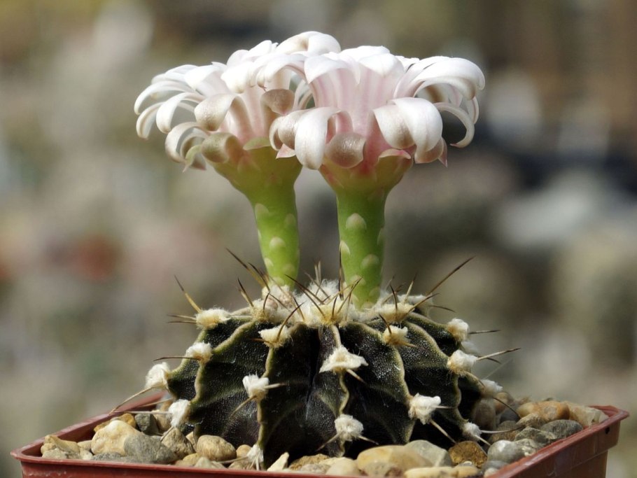 Кактус Гимнокалициум