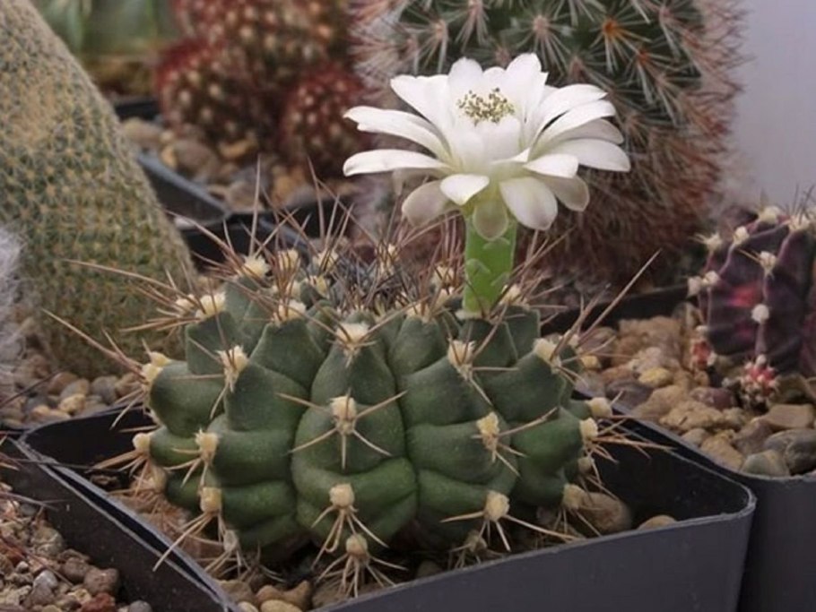 Gymnocalycium carminanthum p 133
