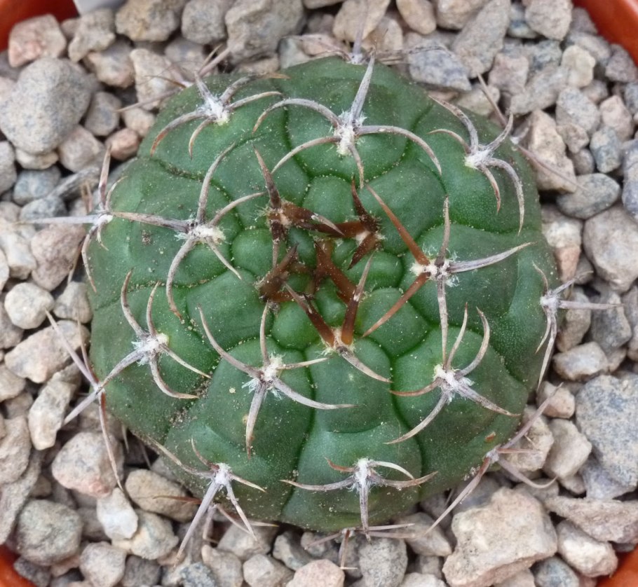 Гимнокалициум Кислинга