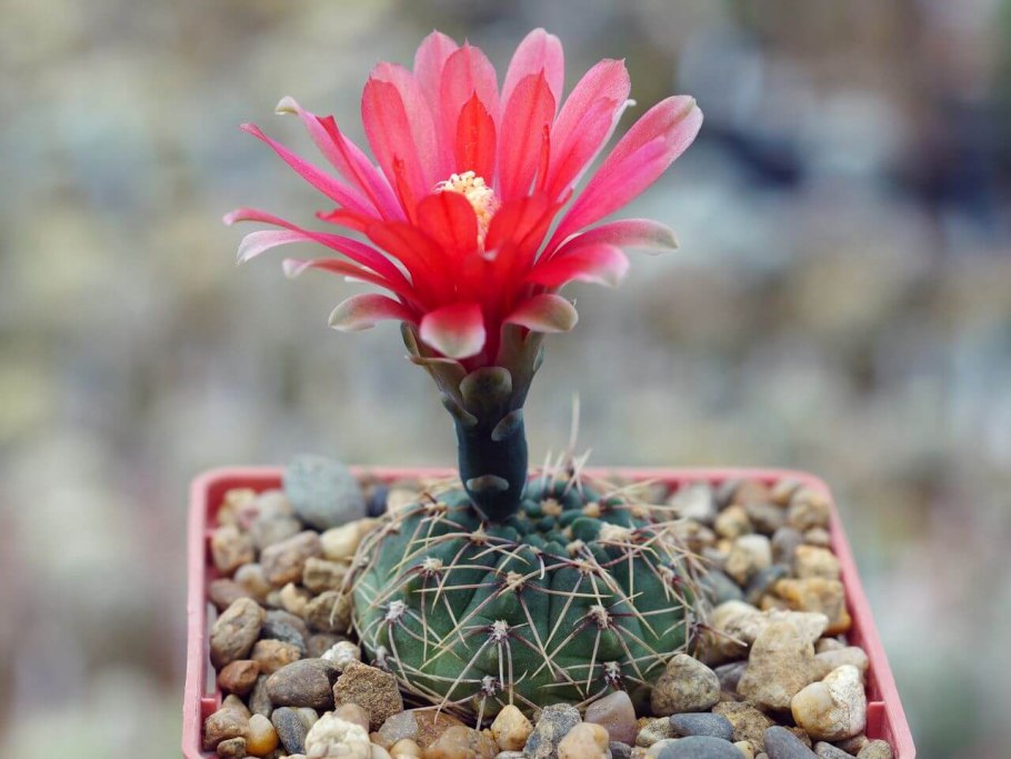 Gymnocalycium spegazzinii