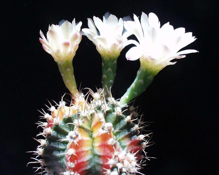 Gymnocalycium mihanovichii lb 12