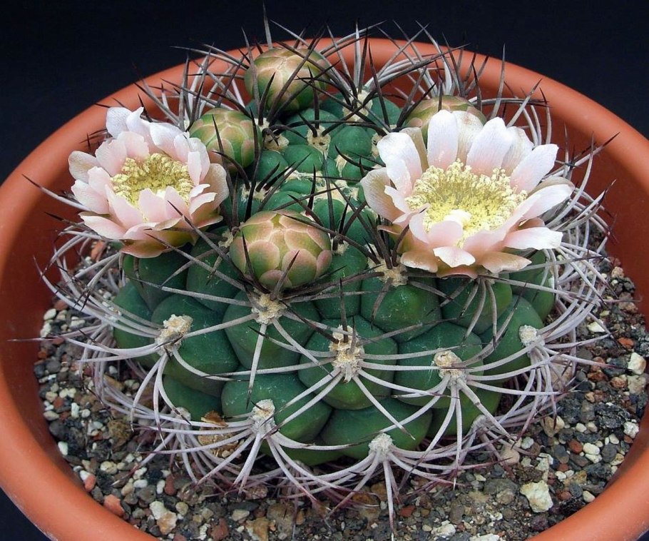 Gymnocalycium vatteri p 108