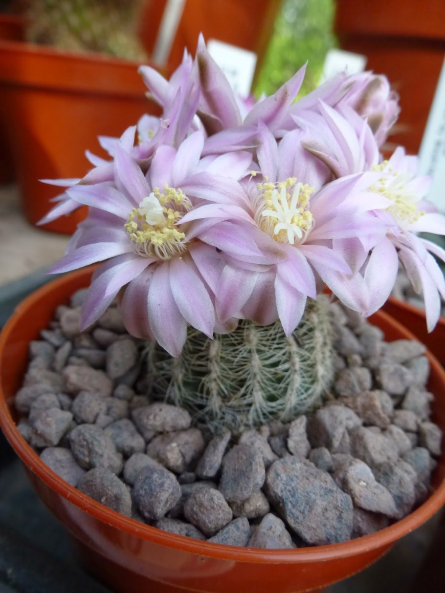 Кактус Гимнокалициум Михановича цветение