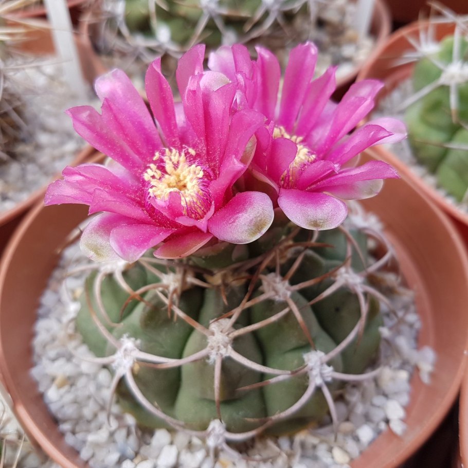 Гимнокалициум Фридриха и Михановича