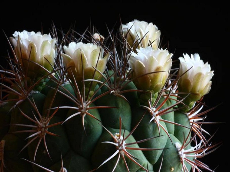 Gymnocalycium saglionis GN 1095/4082