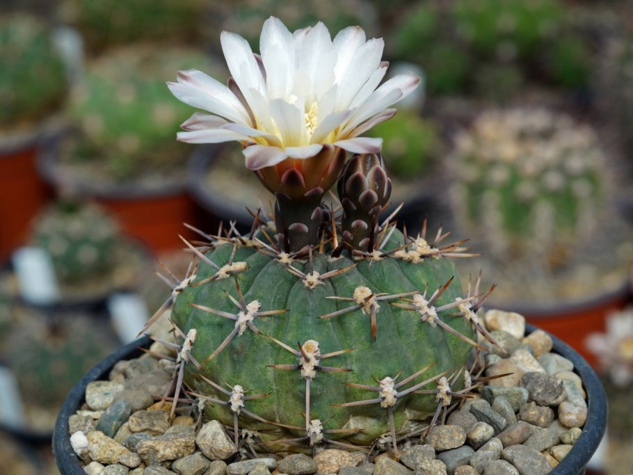 Gymnocalycium cabreraense