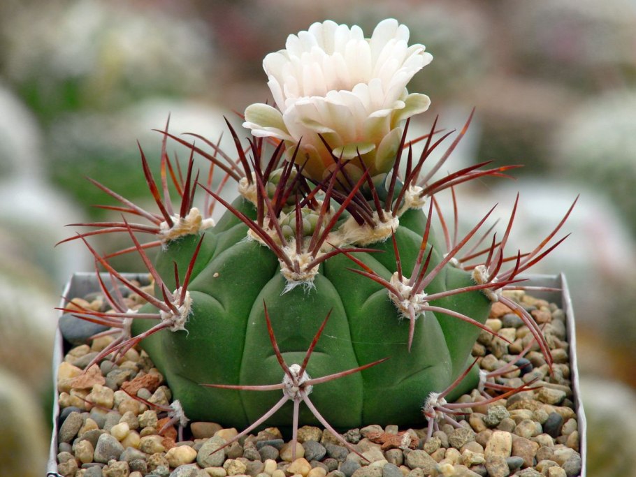 Gymnocalycium carminanthum (Гимнокалициум)