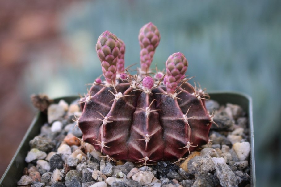 Gymnocalycium oenanthemum zj118