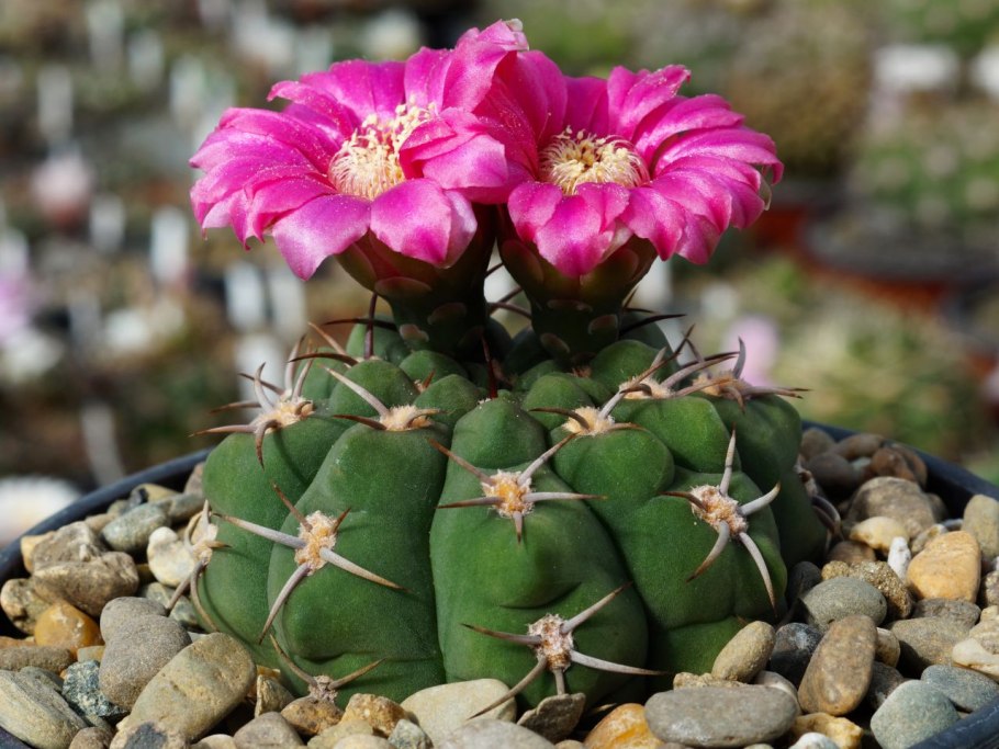 Гимнокалициум Михановича