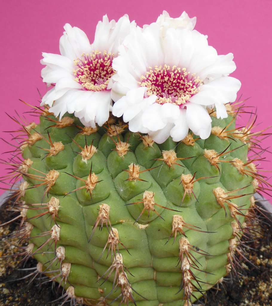 Гимнокалициум Квеля